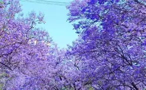 穆雷英超最佳阵容候选后续来了(穆雷对三巨头战绩)|mg电子游戏